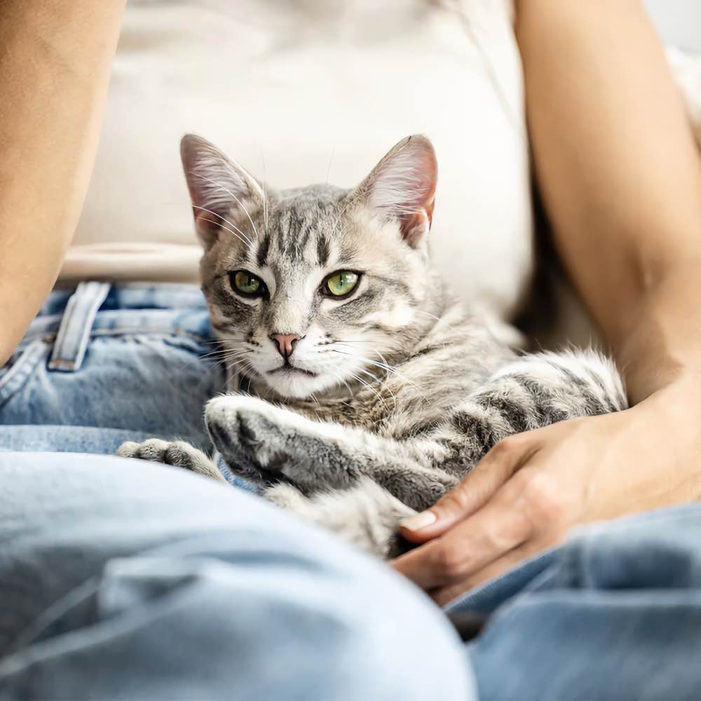 20% OFF: Feline Natural Beef & Hoki Feast Freeze Dried Raw Cat Food