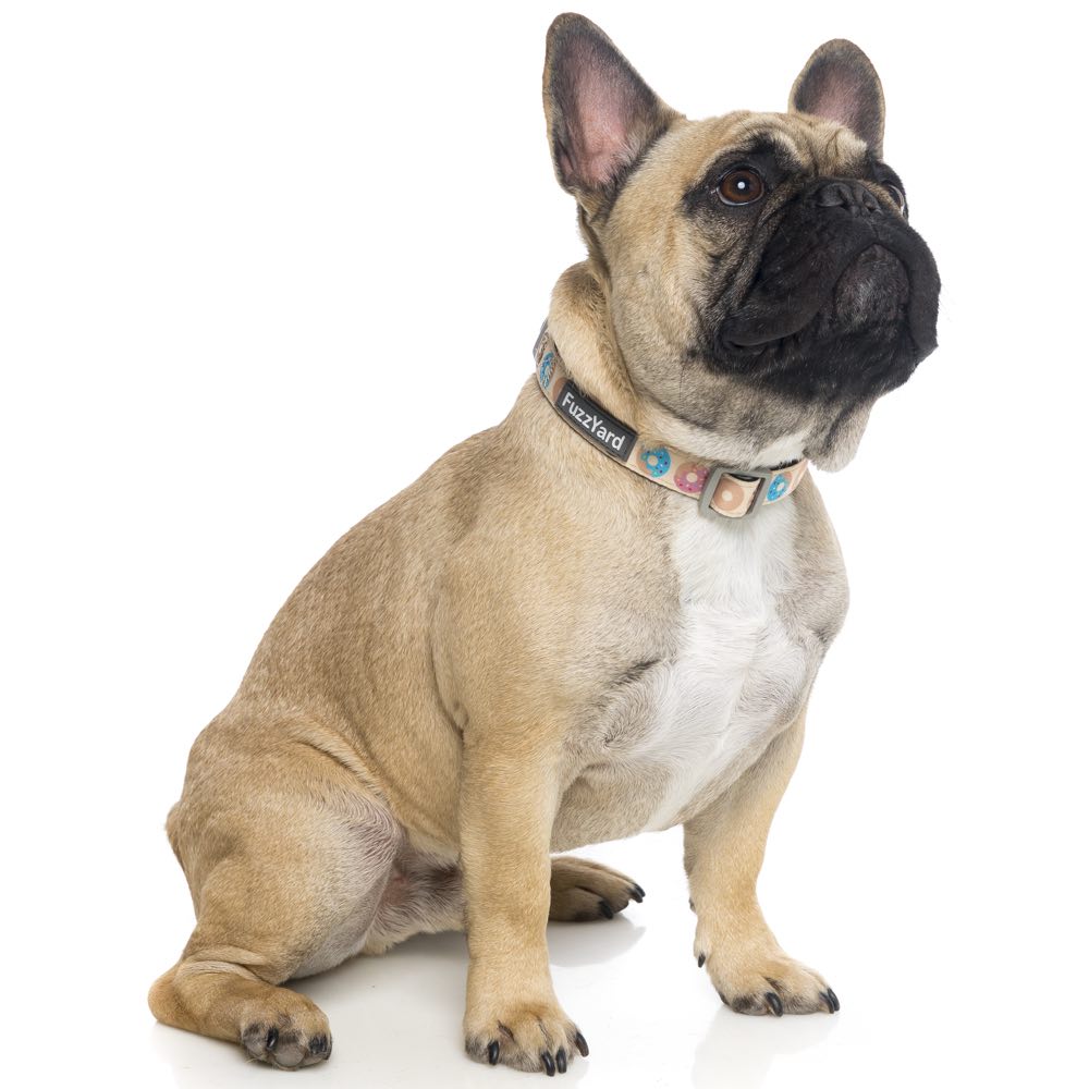 FuzzYard Dog Collar (Go Nuts)