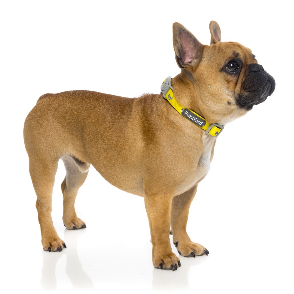 FuzzYard Dog Collar (Monkey Mania)